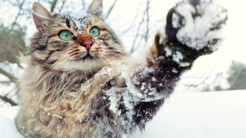 Аристократы, добряки и потомственные охотники: топ-5 самых интересных русских кошек